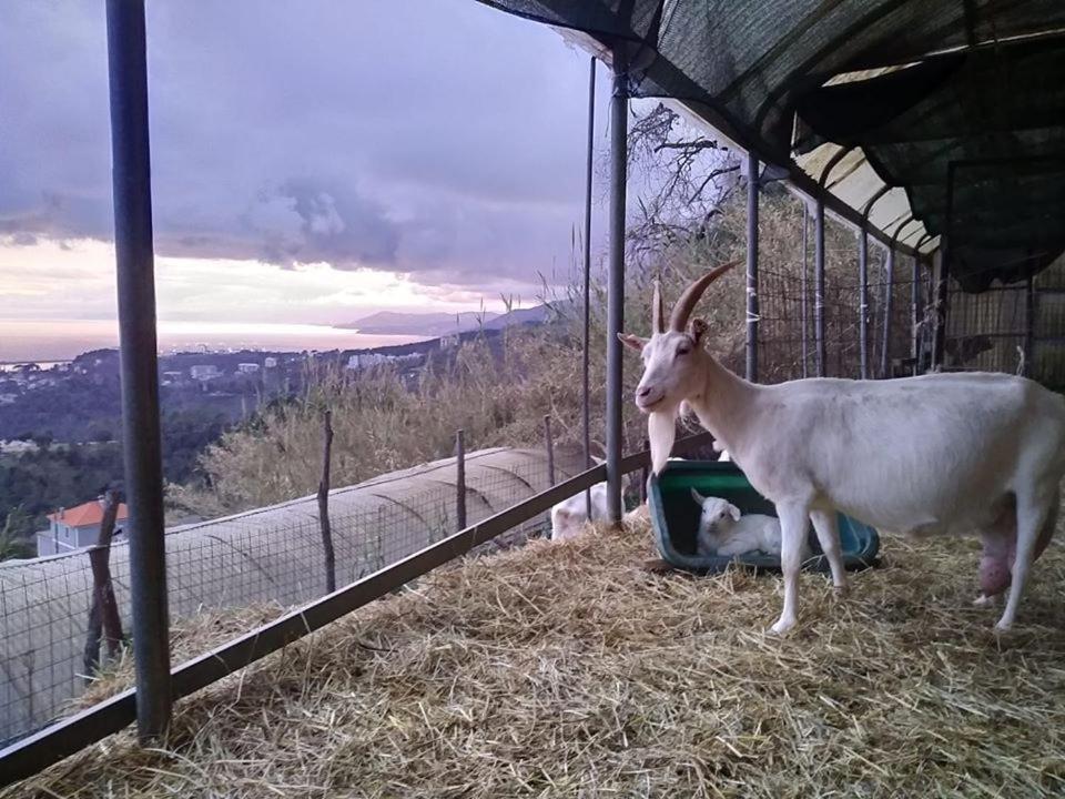 Agriturismo Fattoria Montecontessa Villa Genova Eksteriør bilde