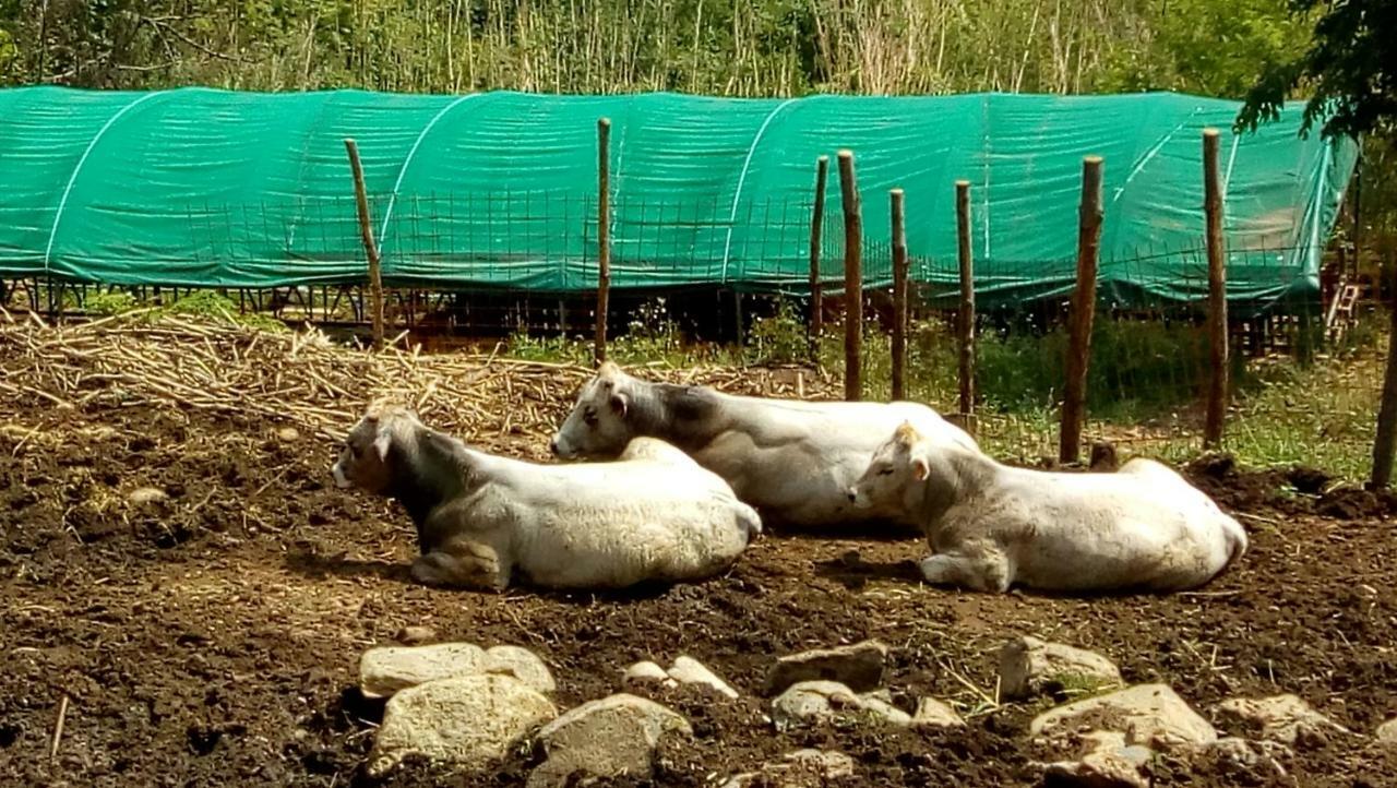 Agriturismo Fattoria Montecontessa Villa Genova Eksteriør bilde