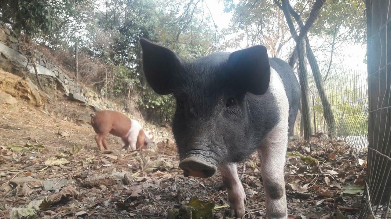 Agriturismo Fattoria Montecontessa Villa Genova Eksteriør bilde